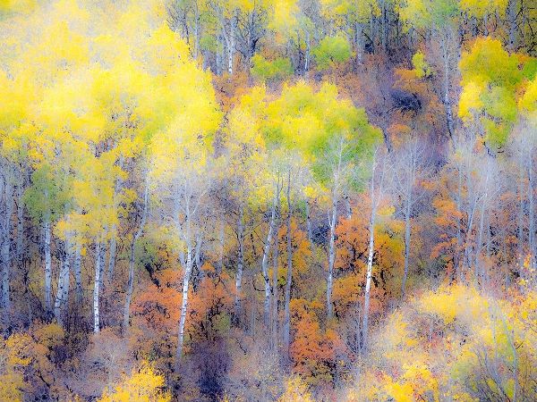 Colorado-San Juan Mts Yellow and orange fall aspens in Gunnison National forest